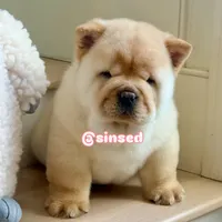 St Nick, a male Chow Chow for sale in Mira Loma, CA – Photo 5 of 9