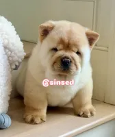 St Nick, a male Chow Chow for sale in Mira Loma, CA – Photo 5 of 9