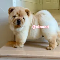 St Nick, a male Chow Chow for sale in Mira Loma, CA – Photo 8 of 9