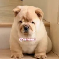 St Nick, a male Chow Chow for sale in Mira Loma, CA – Photo 6 of 9