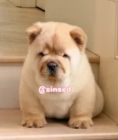 St Nick, a male Chow Chow for sale in Mira Loma, CA – Photo 6 of 9