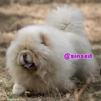 St Nick, a male Chow Chow for sale in Mira Loma, CA – Photo 9 of 9