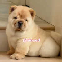 St Nick, a male Chow Chow for sale in Mira Loma, CA – Photo 7 of 9