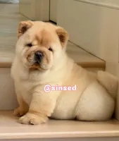 St Nick, a male Chow Chow for sale in Mira Loma, CA – Photo 7 of 9