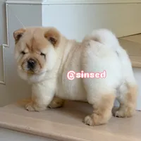 St Nick, a male Chow Chow for sale in Mira Loma, CA – Photo 1 of 9