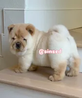 St Nick, a male Chow Chow for sale in Mira Loma, CA – Photo 1 of 9