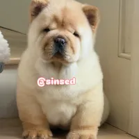 St Nick, a male Chow Chow for sale in Mira Loma, CA – Photo 3 of 9