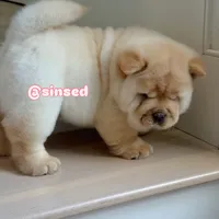 St Nick, a male Chow Chow for sale in Mira Loma, CA – Photo 2 of 9