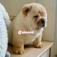 St Nick, a male Chow Chow for sale in Mira Loma, CA – Photo 4 of 9