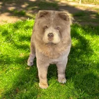 Prissy Lilac, a female Chow Chow for sale in Mira Loma, CA – Photo 2 of 2