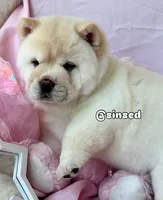 Ariel, a female Chow Chow for sale in Mira Loma, CA – 1 of 10