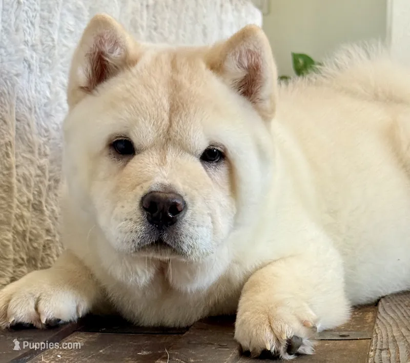 Ariel smooth – Chow Chow puppy for sale in Mira Loma, CA