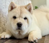 Ariel smooth, a female Chow Chow for sale in Mira Loma, CA – 1 of 10