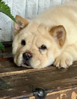 processed/9ad5b701-728f-4660-9fae-ee95fbdccd15/listing/b321ae9f-bef2-4ee8-999c-8c983a3bedb2/de2a04e5-a926-4780-b0f7-a470d44a04a0