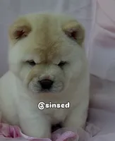 Ariel, a female Chow Chow for sale in Mira Loma, CA – 3 of 10