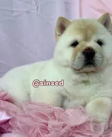 Ariel, a female Chow Chow for sale in Mira Loma, CA – 5 of 10