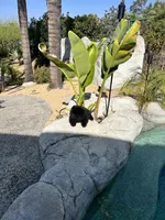 Archie, a male Chow Chow for sale in Mira Loma, CA – 9 of 10