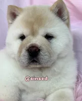 Ariel, a female Chow Chow for sale in Mira Loma, CA – 7 of 10