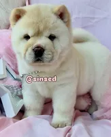 Ariel, a female Chow Chow for sale in Mira Loma, CA – 2 of 10