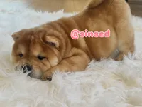 Athena, a female Chow Chow for sale in Mira Loma, CA – 2 of 10