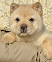 processed/9ad5b701-728f-4660-9fae-ee95fbdccd15/listing/e2566791-2cf2-41b6-b6c5-3a145db75449/c1118e90-b944-4c0d-9889-e46bc01dc625