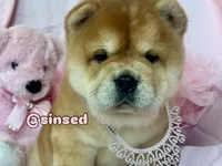 Athena, a female Chow Chow for sale in Mira Loma, CA – 6 of 10