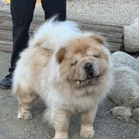 Marley, a male Chow Chow for sale in Mira Loma, CA – Photo 4 of 5