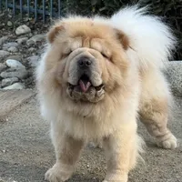 Marley, a male Chow Chow for sale in Mira Loma, CA – Photo 2 of 5