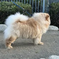 Marley, a male Chow Chow for sale in Mira Loma, CA – Photo 5 of 5