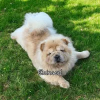 Marley, a male Chow Chow for sale in Mira Loma, CA – Photo 1 of 5