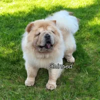 Marley, a male Chow Chow for sale in Mira Loma, CA – Photo 3 of 5