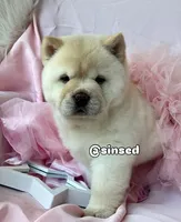 Ariel, a female Chow Chow for sale in Mira Loma, CA – 6 of 10