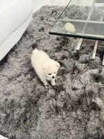 Bambi, a female Pomeranian for sale in Lake Placid, FL – Photo 6 of 6