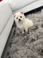 Bambi, a female Pomeranian for sale in Lake Placid, FL – Photo 2 of 6