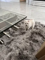 Bambi, a female Pomeranian for sale in Lake Placid, FL – Photo 5 of 6