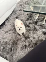 Bambi, a female Pomeranian for sale in Lake Placid, FL – Photo 4 of 6