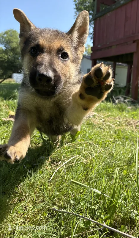 Green female – German Shepherd Dog puppy for sale in Monroe, MI