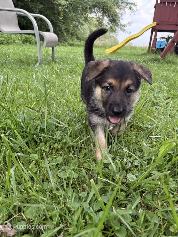 Green female – German Shepherd Dog puppy for sale in Monroe, MI