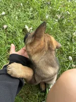 Purple female, a female German Shepherd Dog for sale in Monroe, MI – 3 of 4