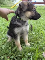 Green female, a female German Shepherd Dog for sale in Monroe, MI – 2 of 2