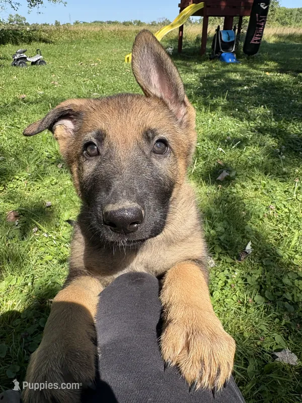 Purple female – German Shepherd Dog puppy for sale in Monroe, MI