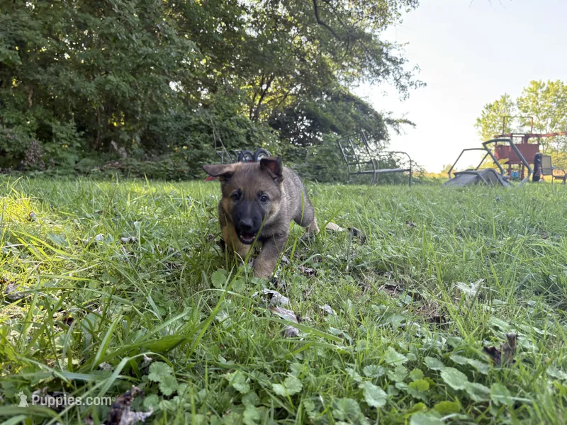 Purple female – German Shepherd Dog puppy for sale in Monroe, MI