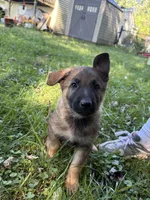 Purple female, a female German Shepherd Dog for sale in Monroe, MI – 2 of 4