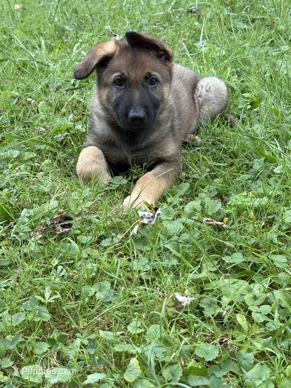 Purple female – German Shepherd Dog puppy for sale in Monroe, MI
