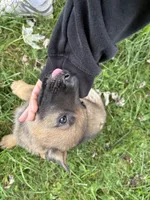 Purple female, a female German Shepherd Dog for sale in Monroe, MI – 4 of 4