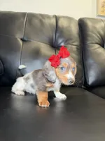 Madam , a female Miniature Dachshund for sale in Chicago, IL – 2 of 3