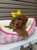 Lady , a female Miniature Goldendoodle for sale in Chicago, IL – 2 of 3