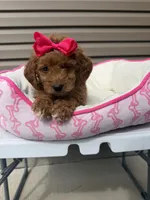 Daphnia , a female Miniature Goldendoodle for sale in Chicago, IL – 3 of 3