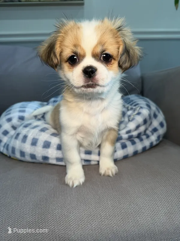 Ramen  – Pekingese, Shih Tzu puppy for sale in Chicago, IL