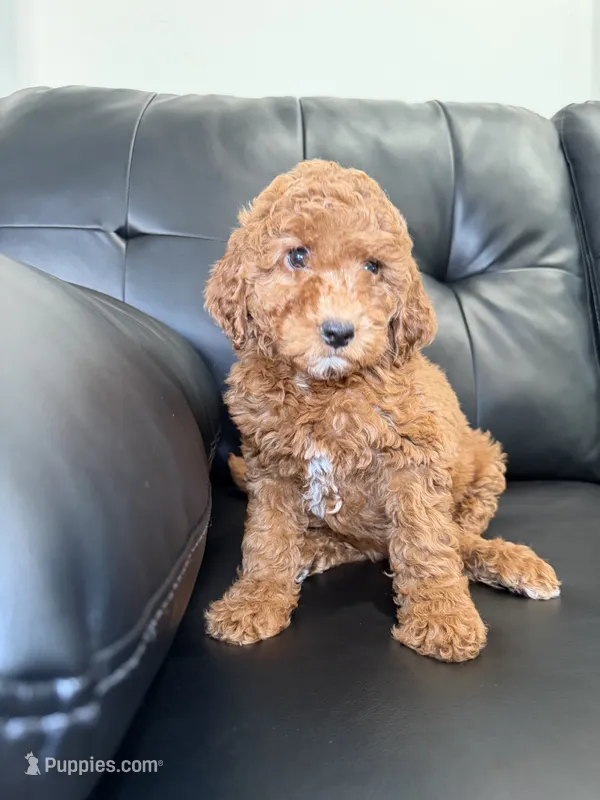 Daphnia  – Miniature Goldendoodle puppy for sale in Chicago, IL